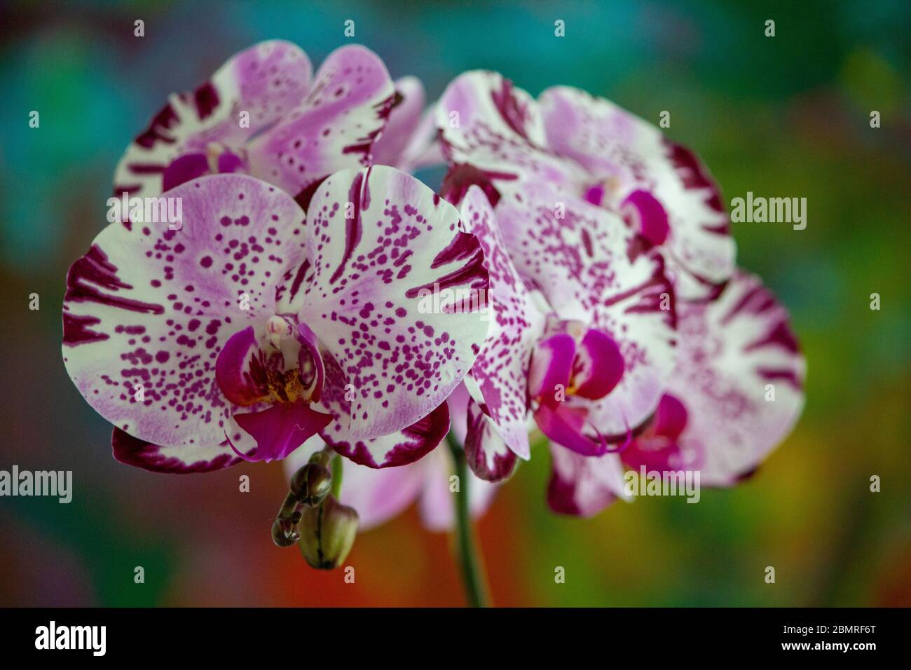 Schöne Orchideenblumen in Miami Beach, Florida Stockfoto