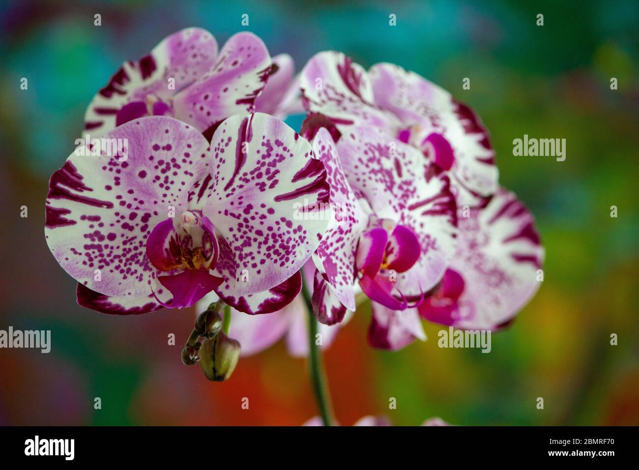 Schöne Orchideenblumen in Miami Beach, Florida Stockfoto