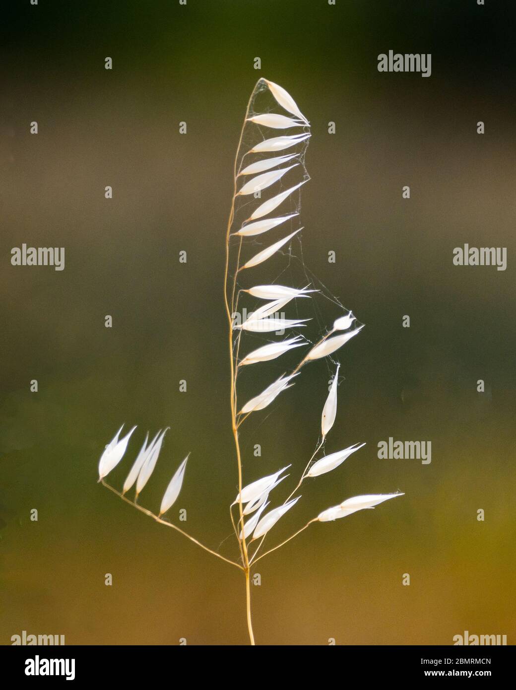 Trockenes Gras im San Luis National Wildlife Refuge im Central Valley von Kalifornien USA Stockfoto