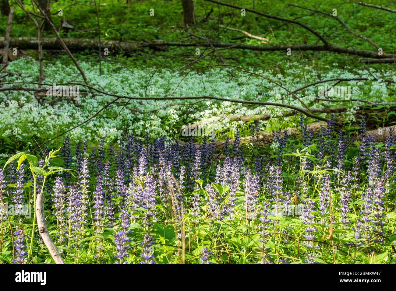Klausen-Leopoldsdorf: Kriechender Günsel (Ajuga reptans, auch bekannt als Bugle, Blauer Bugle, Bugleherb, Bugleweed, Carpetweed, Teppichbugleweed) und Stockfoto