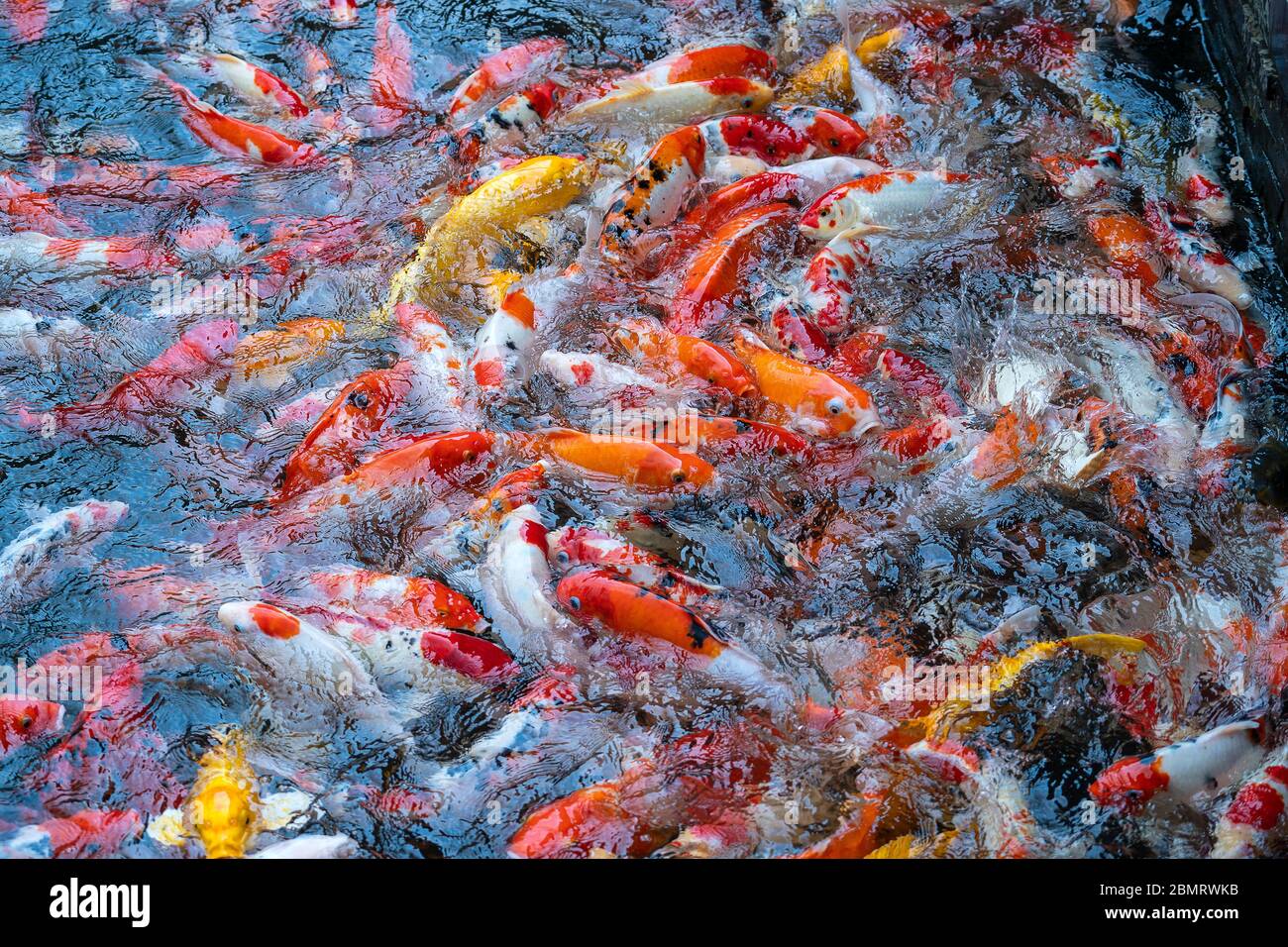 Eine Gruppe von Koi oder jinli oder nishikigoi oder Brokatkarpfen - die farbigen Sorten von Amur Karpfen oder Cyprinus rubrofuscus, die im Freiluft-Koi-Teich gehalten werden Stockfoto
