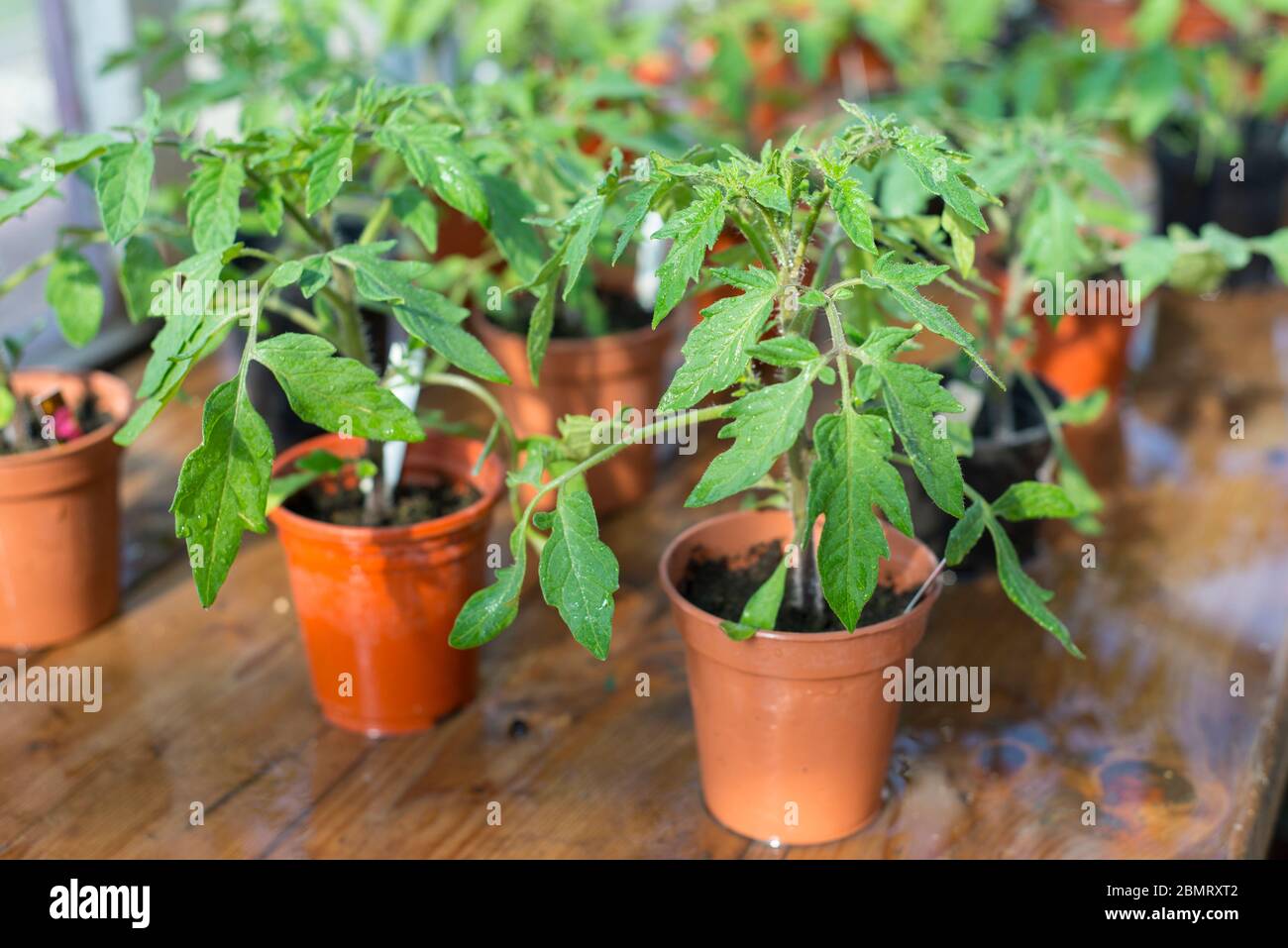 Junge Tomatenpflanzen in Töpfen unter Glas Stockfoto