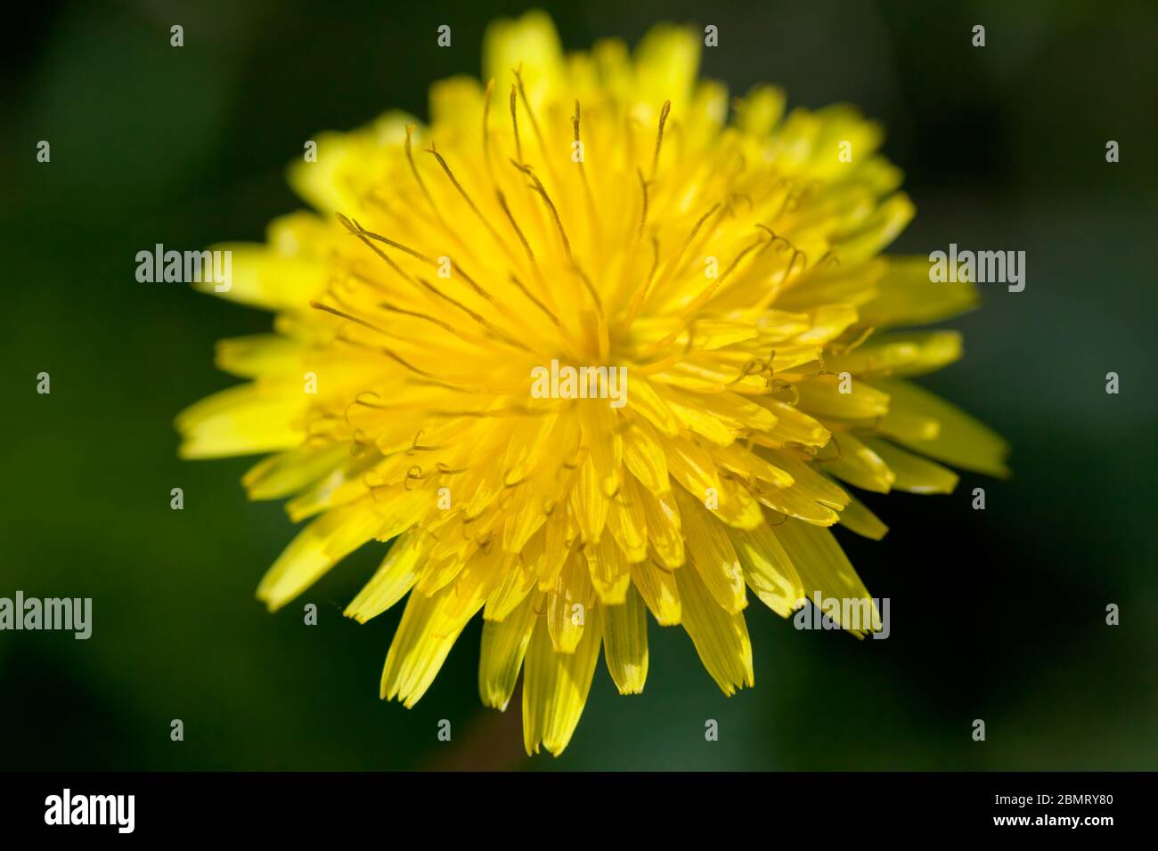 Gelber Löwenzahn auf verschwommenem grünen Hintergrund Nahaufnahme Stockfoto