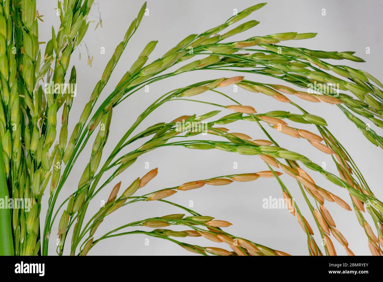 Rice roduction -Fotos und -Bildmaterial in hoher Auflösung – Alamy