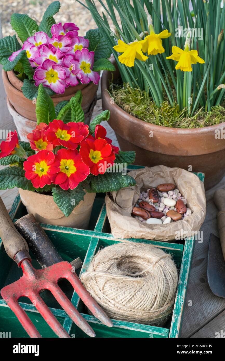 Frühling Garten, Stillleben mit Blumen. Stockfoto