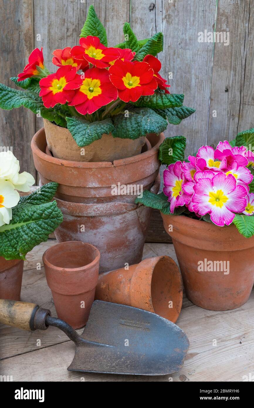 Frühling Garten, Stillleben mit Blumen. Stockfoto