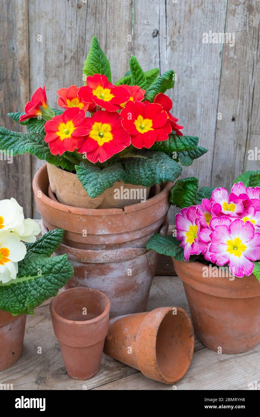 Frühling Garten, Stillleben mit Blumen. Stockfoto