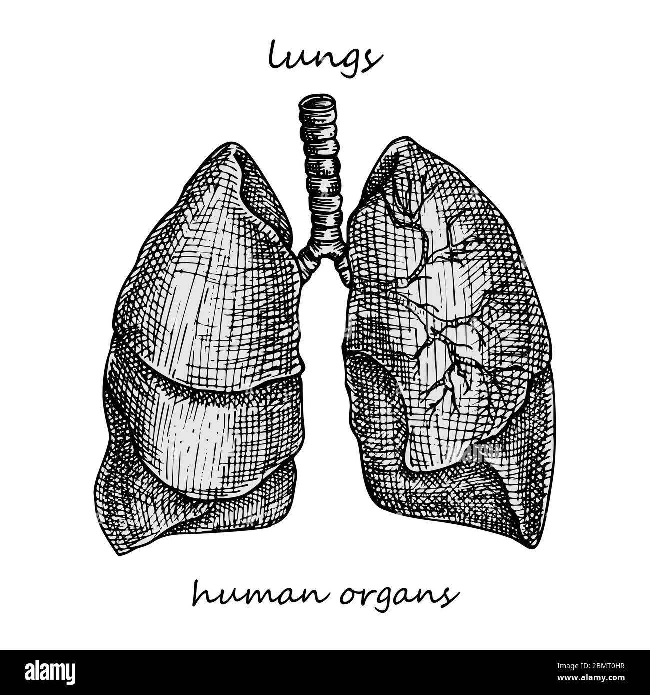 Lunge. Realistische handgezeichnete Ikone der inneren Organe des Menschen. Gravur Kunst Skizze Stil. Design-Konzept für Ihre medizinischen Projekte post viral Stock Vektor