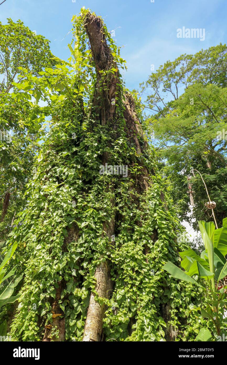Großer alter Baum mit Lianen bewachsen bei Borobudur auf Java, Inda  Stockfotografie - Alamy