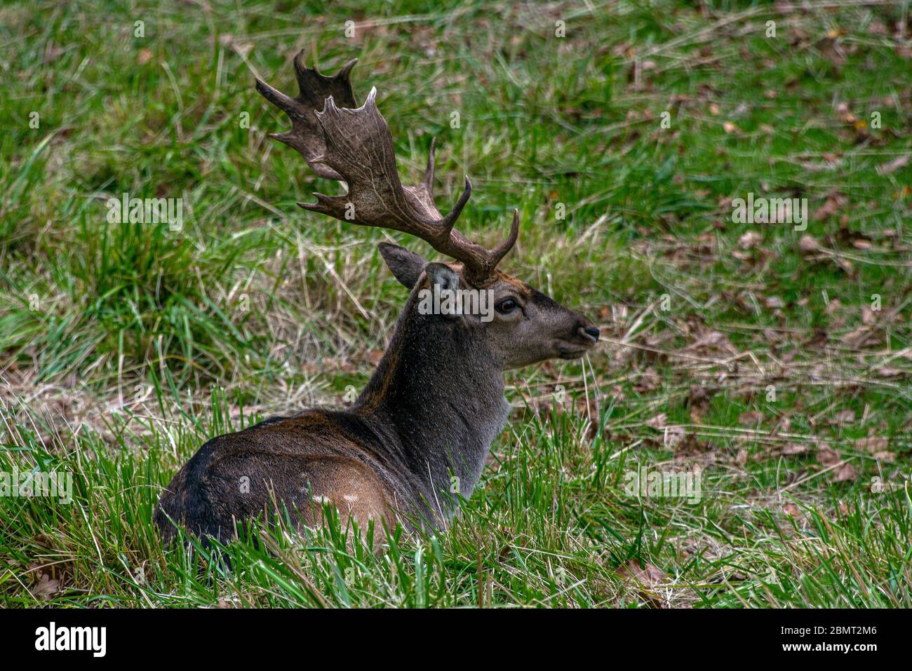 Nahaufnahme eines männlichen 'Buck' Damhirsches (Dama dama, Familie Cervidae) in einem grasbewachsenen Feld. Stockfoto