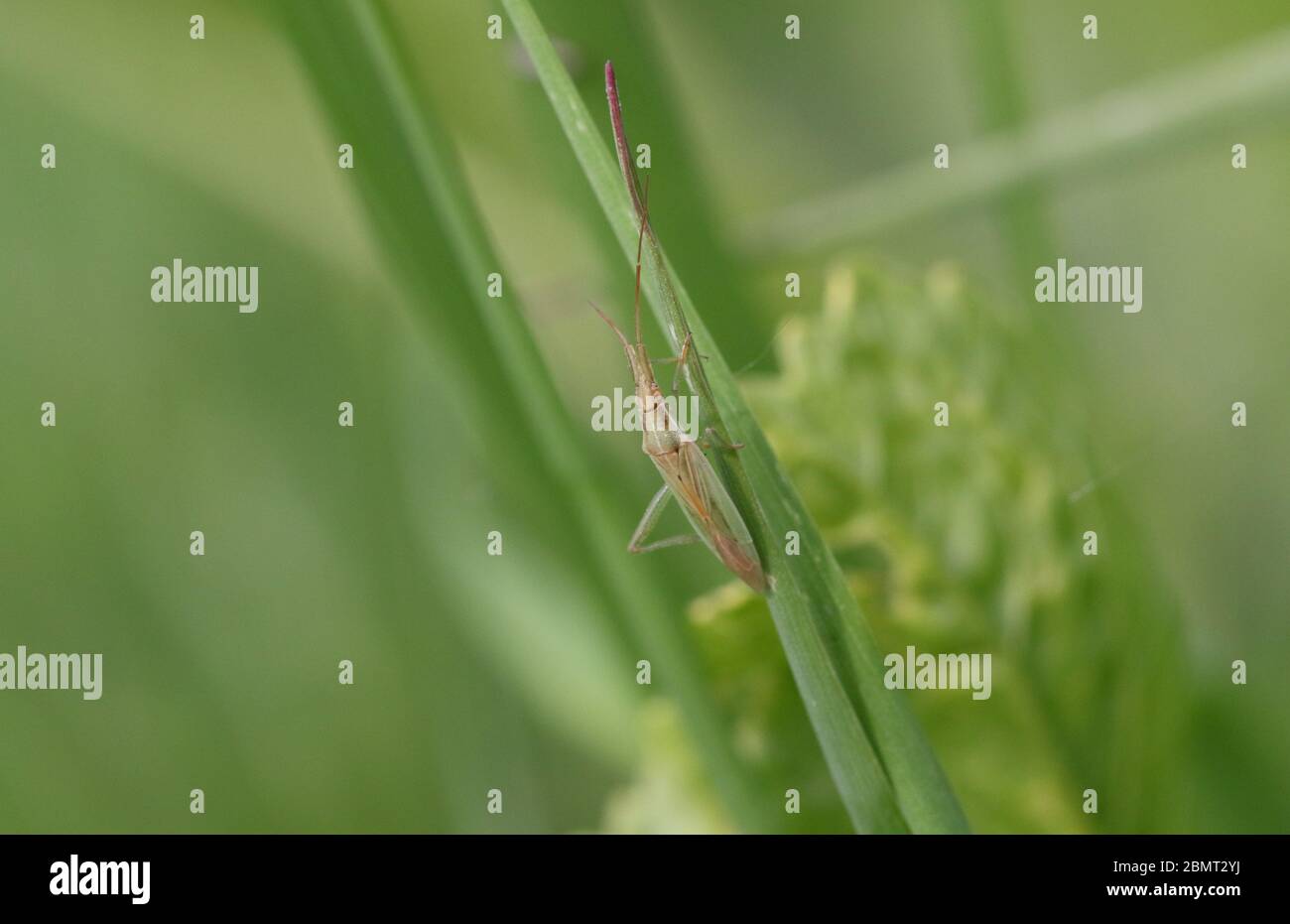 Ein kleiner Grasbug, Leptopterna dolabrata, der auf einer Wiese in Großbritannien einen Grashalm hochgeht. Stockfoto