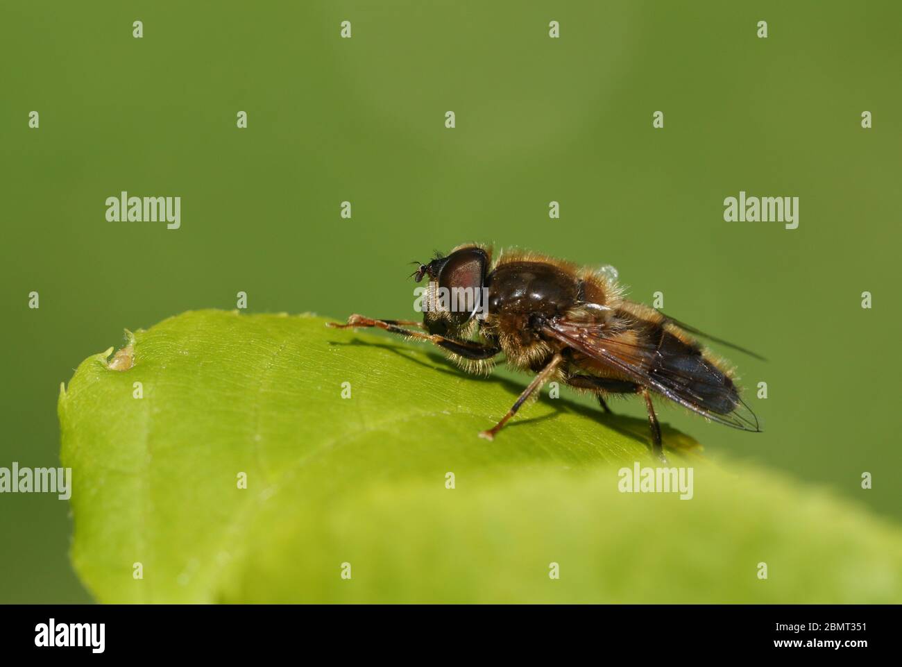 Eine hübsche Hoverfly, Syrphidae, die im Frühjahr auf einem Blatt in Großbritannien herumstechend ist. Stockfoto