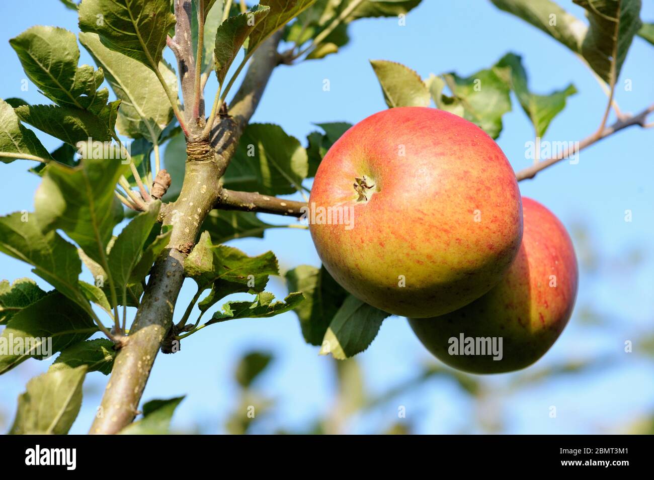 Apple „Merton produlific“. Malus pumila 'Merton produlific'. Malus domestica 'Merton Charm'. Äpfel wachsen auf einem Baum Stockfoto