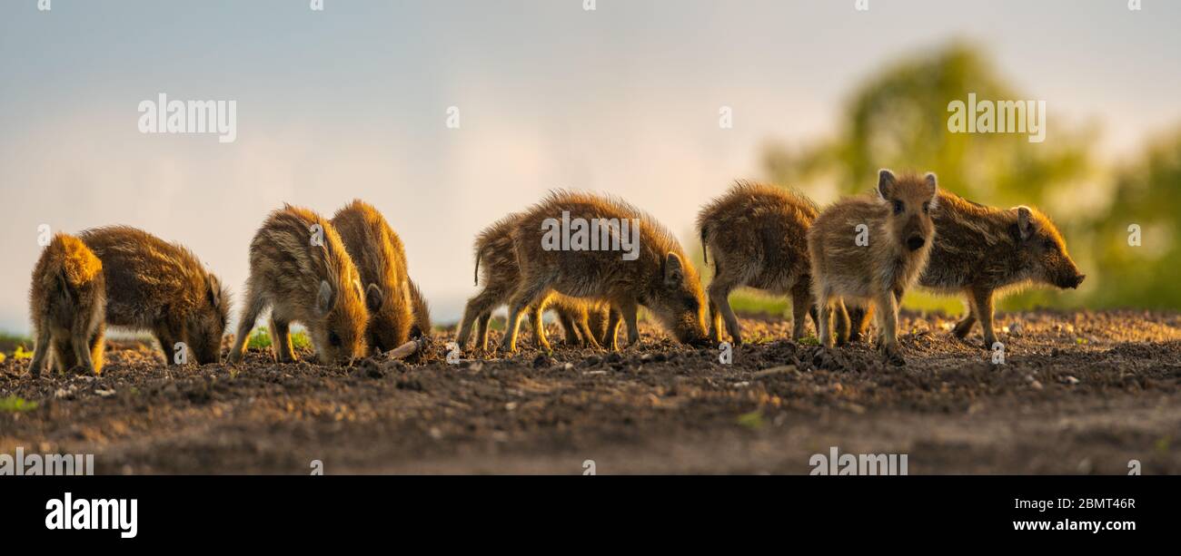 Herde von kleinen Wildschweinen Ferkel Fütterung auf dem Frühlingsfeld - Nahaufnahme Panorama Stockfoto