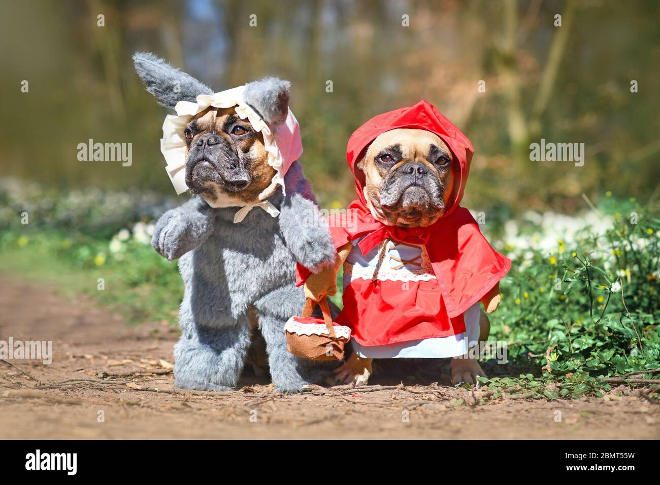 Franzosische Bulldogge Verkleidet Als Marchenfigur Rotkappchen Mit Ganzkorper Hundekostum Mit Gefalschten Armen Die Korb Auf Weissem Hintergrund Tragen Stockfotografie Alamy