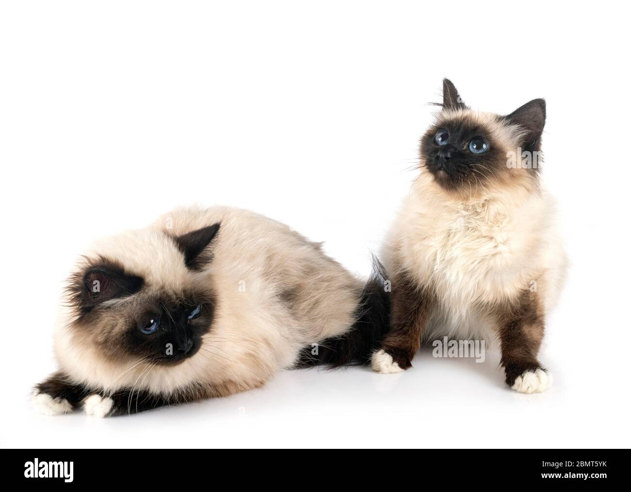 birman Katzen vor weißem Hintergrund Stockfoto