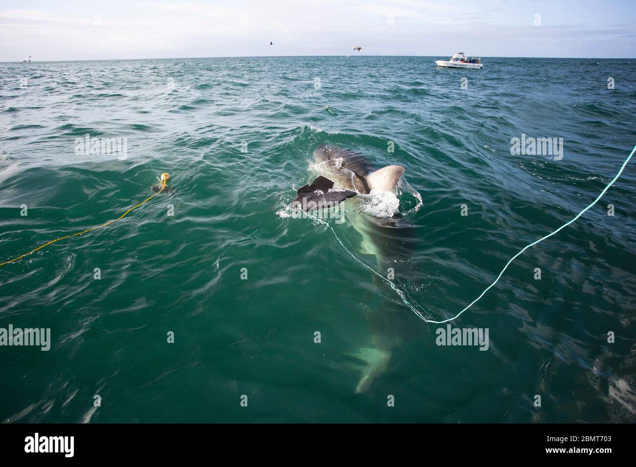 Great White Shark Cage Diving, False Bay, Südafrika Stockfoto