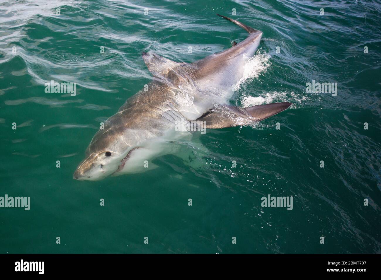 Great White Shark Cage Diving, False Bay, Südafrika Stockfoto