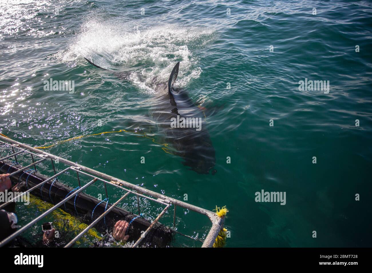 Great White Shark Cage Diving, False Bay, Südafrika Stockfoto