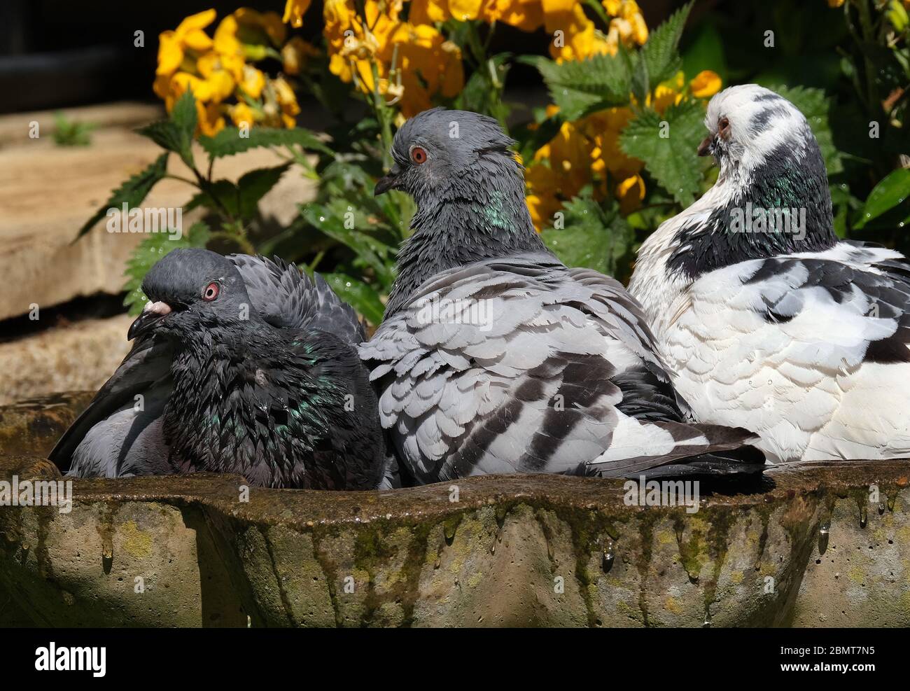 feral Tauben waschen in städtischen Hausgarten Vogelbad abzukühlen. Stockfoto