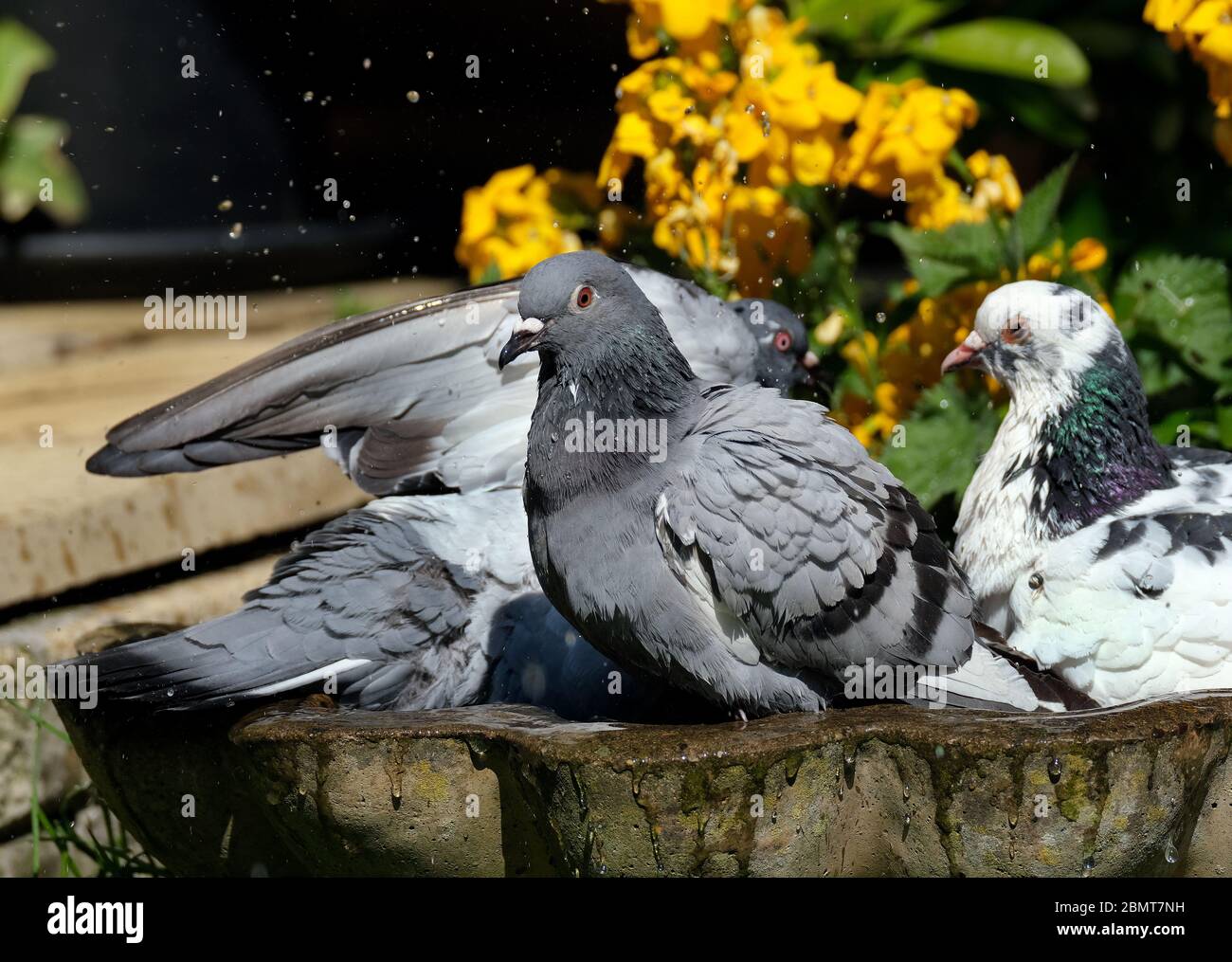 feral Tauben waschen in städtischen Hausgarten Vogelbad abzukühlen. Stockfoto