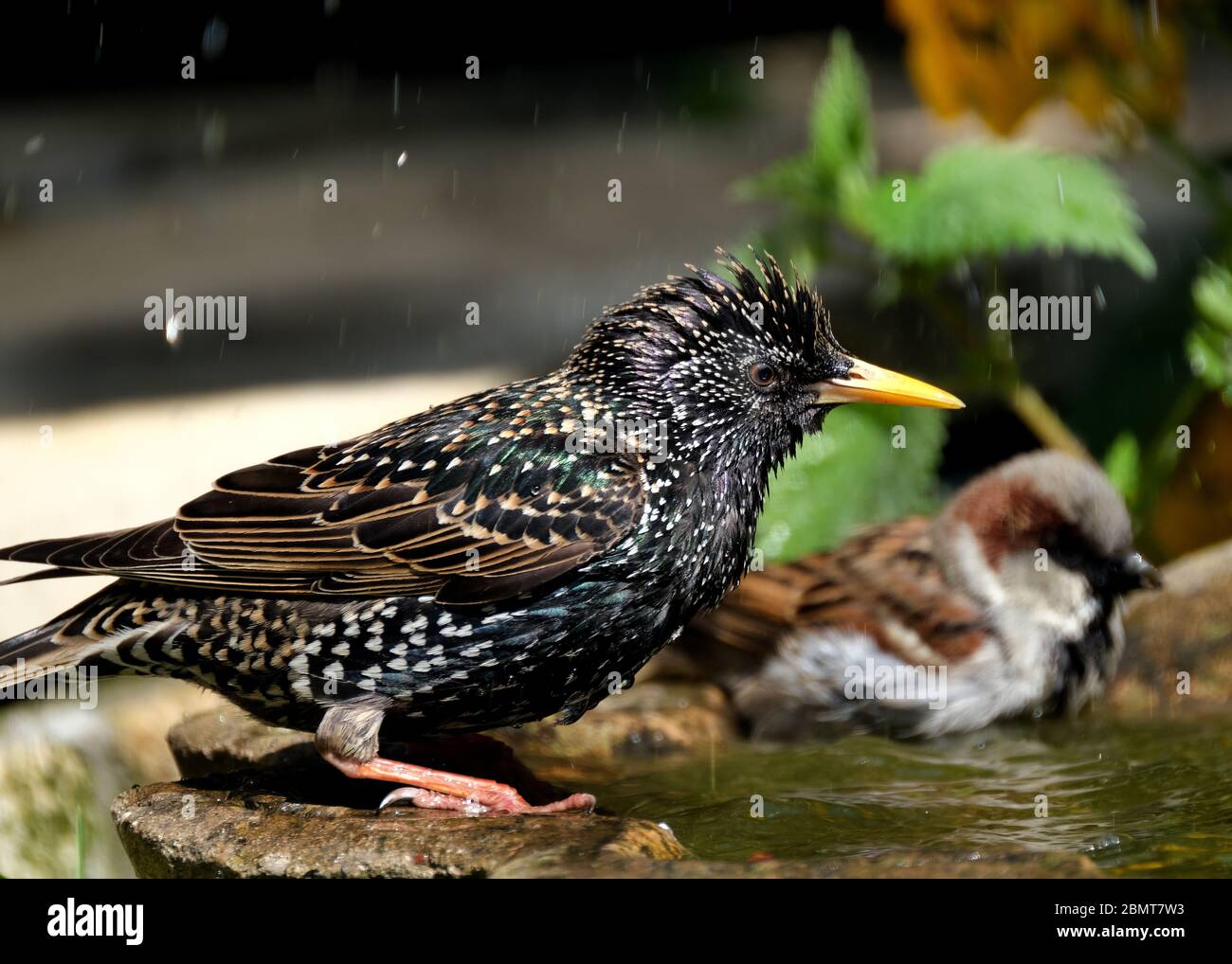 Gewöhnlicher Starling Erwachsener genießen eine Wäsche in einem städtischen Garten Vogelbad. Stockfoto