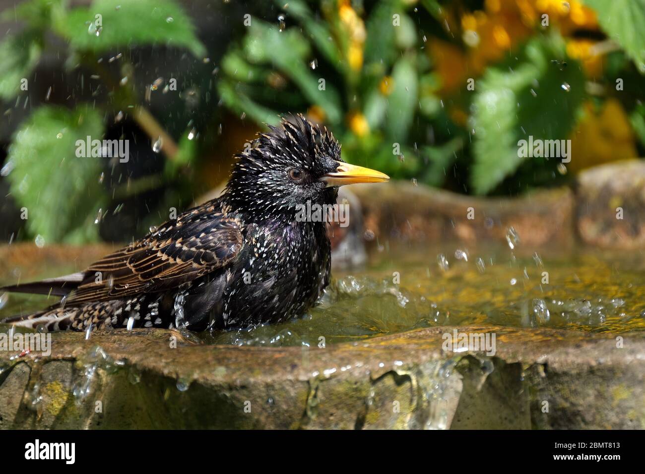 Gewöhnlicher Starling Erwachsener genießen eine Wäsche in einem städtischen Garten Vogelbad. Stockfoto