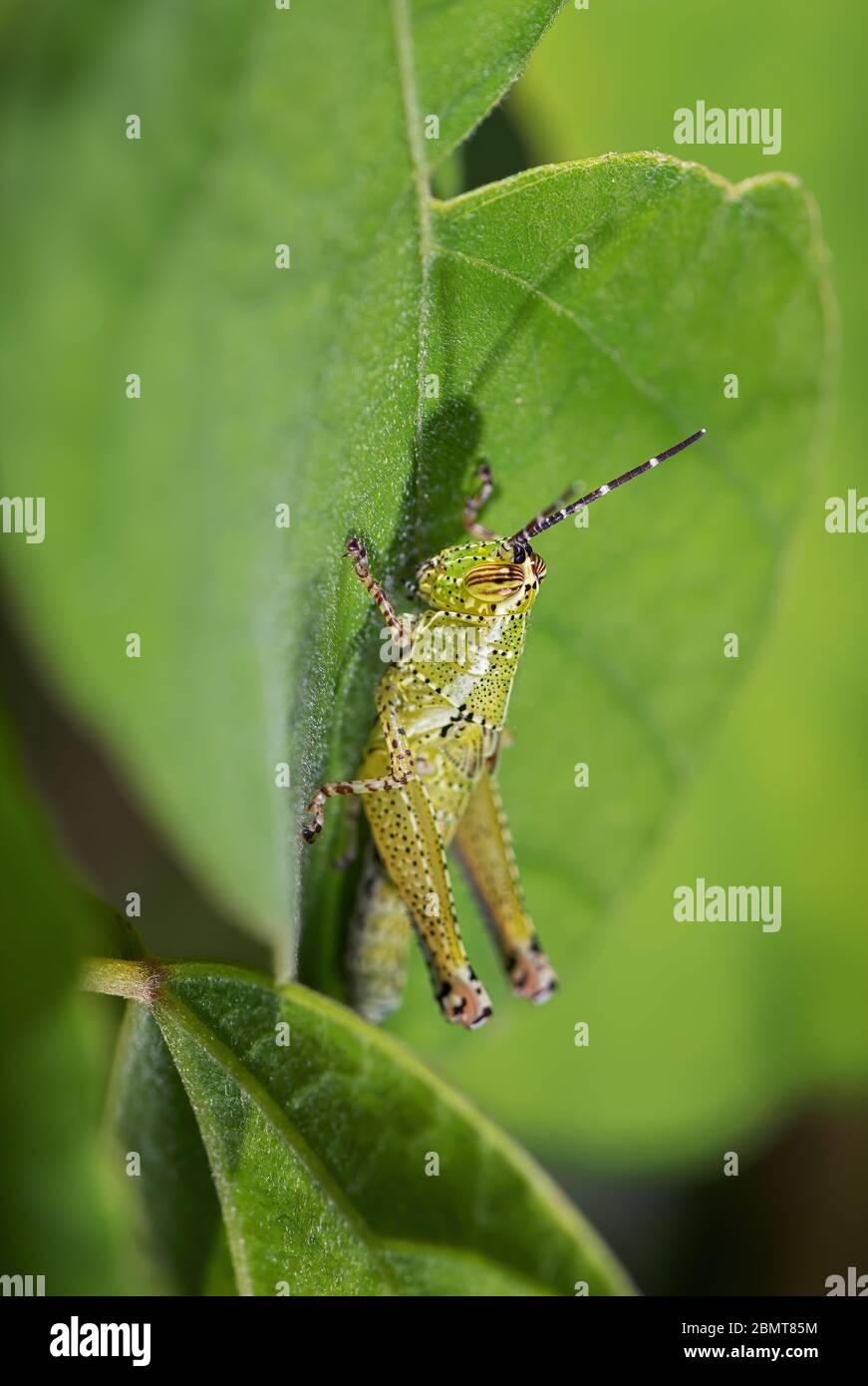 Asiatische Heuschrecke - Xenocatantops humilis, schöne große braune und grüne Heuschrecke aus südostasiatischen Wiesen und Büschen, Pangkor Insel, Malaien Stockfoto
