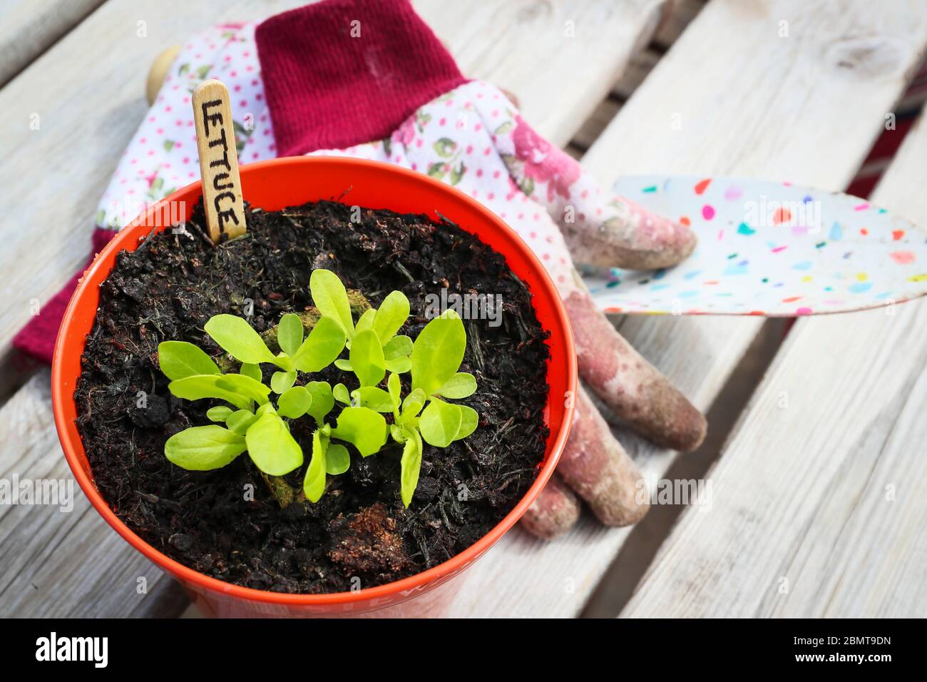 Salatpflanzen werden in einem Topf vor der Neubepflanzung im Garten angebaut Stockfoto