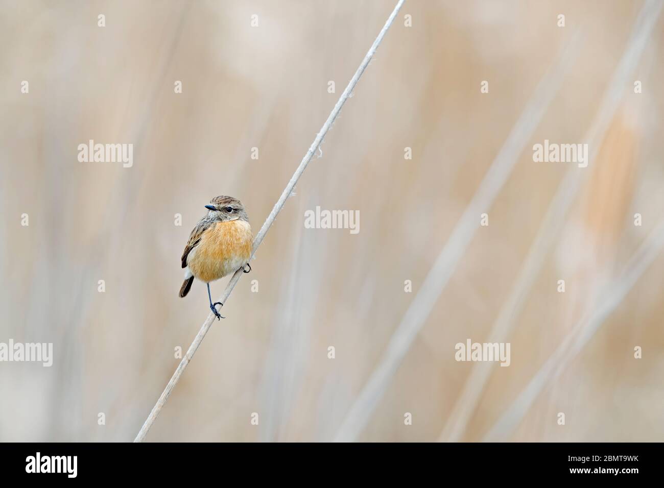 Weibliches Stonechat, das auf dem Stamm eines Schilfes sitzt, mit einem sauberen Hintergrund für Text Stockfoto