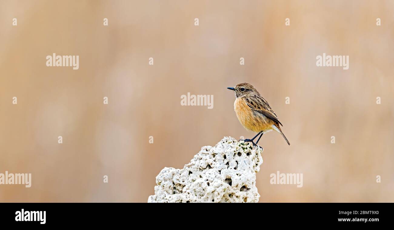 Weibliches Stonechat auf einem Felsen mit sauberem Hintergrund für Text Stockfoto