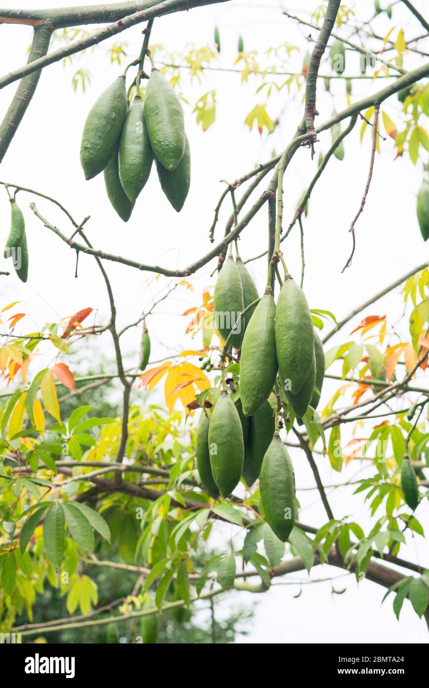 Nahaufnahme der Ceiba-Früchte auf dem Baum Stockfoto