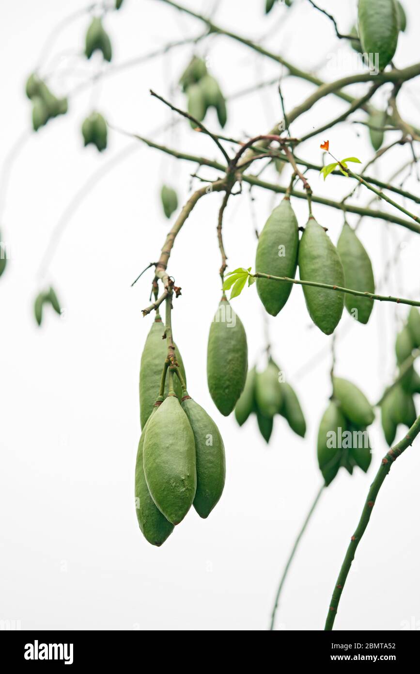 Nahaufnahme der Ceiba-Früchte auf dem Baum Stockfoto