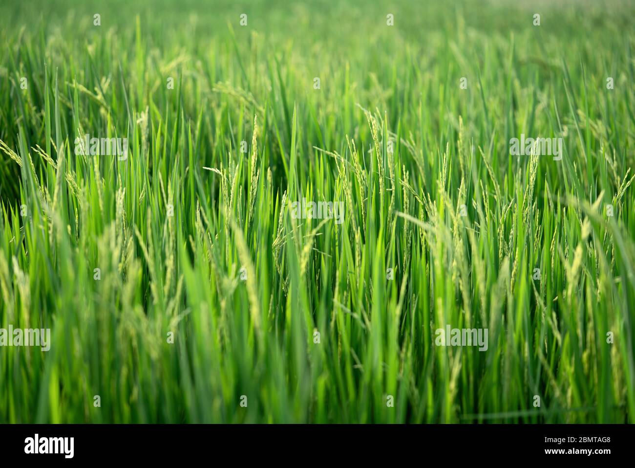 Nahaufnahme des grünen Reisfeldes Stockfoto