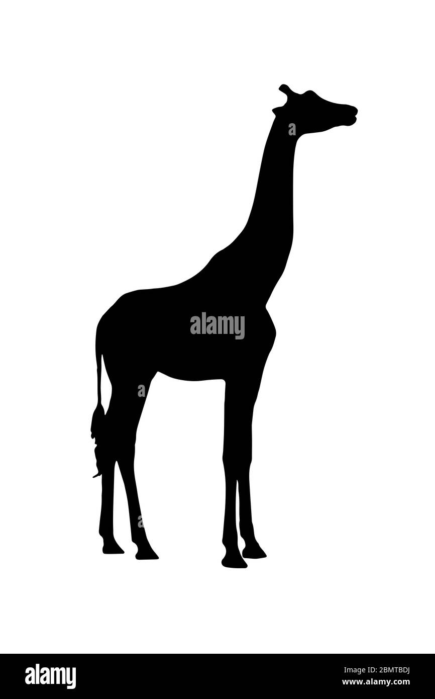 Giraffe Silhouette auf weißem Hintergrund Stockfoto