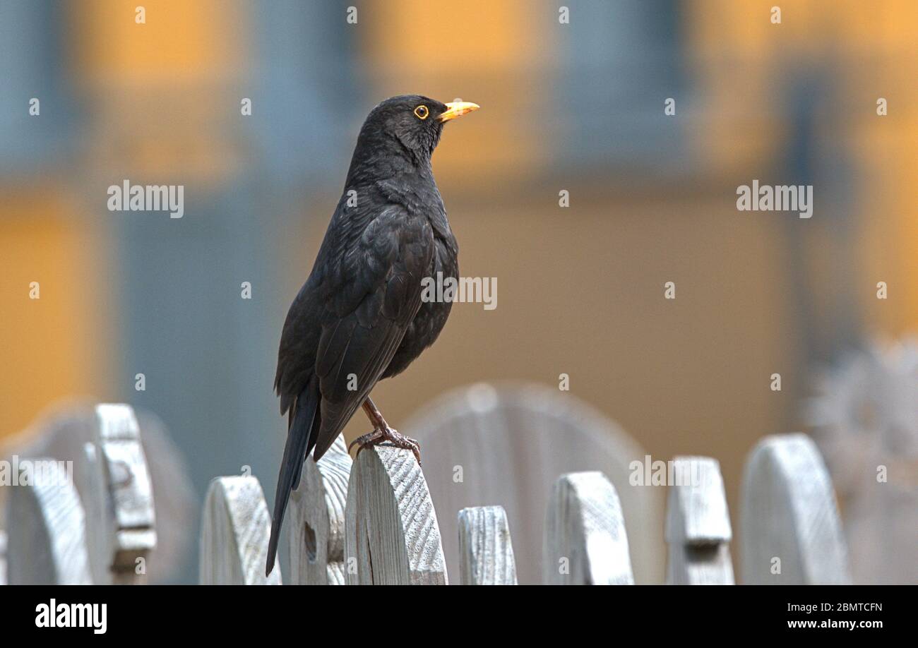 Schleswig, Deutschland. Mai 2020. 10.05.2020, Schleswig, eine männliche Amsel (Turdus merula) oder Schwarzdrossel sitzt entspannt auf einem Holzzaun. Ordnung: Passeriformes, Unterordnung: Singvogel (Passeri), Familie: Drosseln (Turdidae), Unterfamilie: Turdinae, Gattung: True Thrushes (Turdus), Arten: Blackbird Quelle: dpa/Alamy Live News Stockfoto