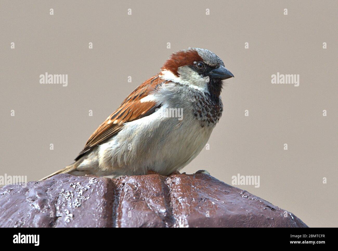 Schleswig, Deutschland. Mai 2020. 10.05.2020, Schleswig, ein männlicher Haussperling (Passer domesticus) sitzt entspannt auf einer Holzfigur. Ordnung: Sperling (Passeriformes), Unterordnung: Singvogel (Passeri), Superfamilie: Passeroidea, Familie: Sperling (Passeridae), Gattung: Passer, Arten: Sperling weltweit einsetzbar Quelle: dpa/Alamy Live News Stockfoto