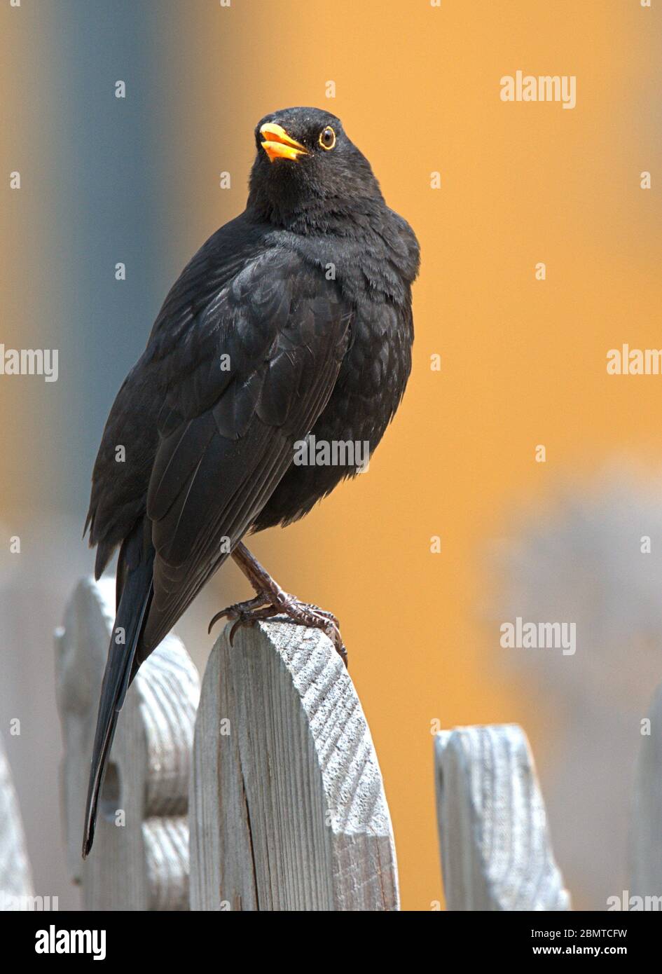 Schleswig, Deutschland. Mai 2020. 10.05.2020, Schleswig, eine männliche Amsel (Turdus merula) oder Schwarzdrossel sitzt entspannt auf einem Holzzaun. Ordnung: Passeriformes, Unterordnung: Singvogel (Passeri), Familie: Drosseln (Turdidae), Unterfamilie: Turdinae, Gattung: True Thrushes (Turdus), Arten: Blackbird Quelle: dpa/Alamy Live News Stockfoto