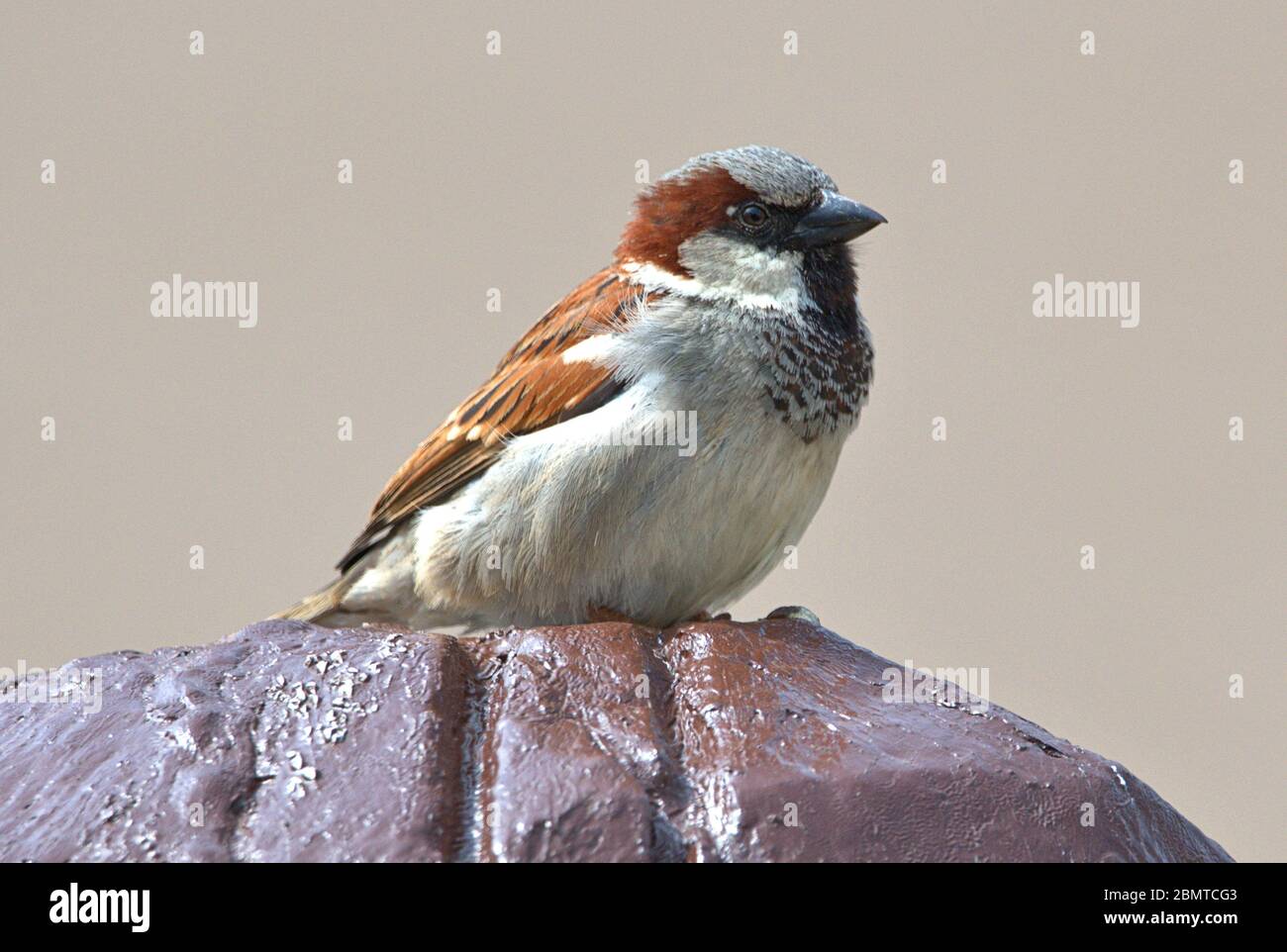 Schleswig, Deutschland. Mai 2020. 10.05.2020, Schleswig, ein männlicher Haussperling (Passer domesticus) sitzt entspannt auf einer Holzfigur. Ordnung: Sperling (Passeriformes), Unterordnung: Singvogel (Passeri), Superfamilie: Passeroidea, Familie: Sperling (Passeridae), Gattung: Passer, Arten: Sperling weltweit einsetzbar Quelle: dpa/Alamy Live News Stockfoto