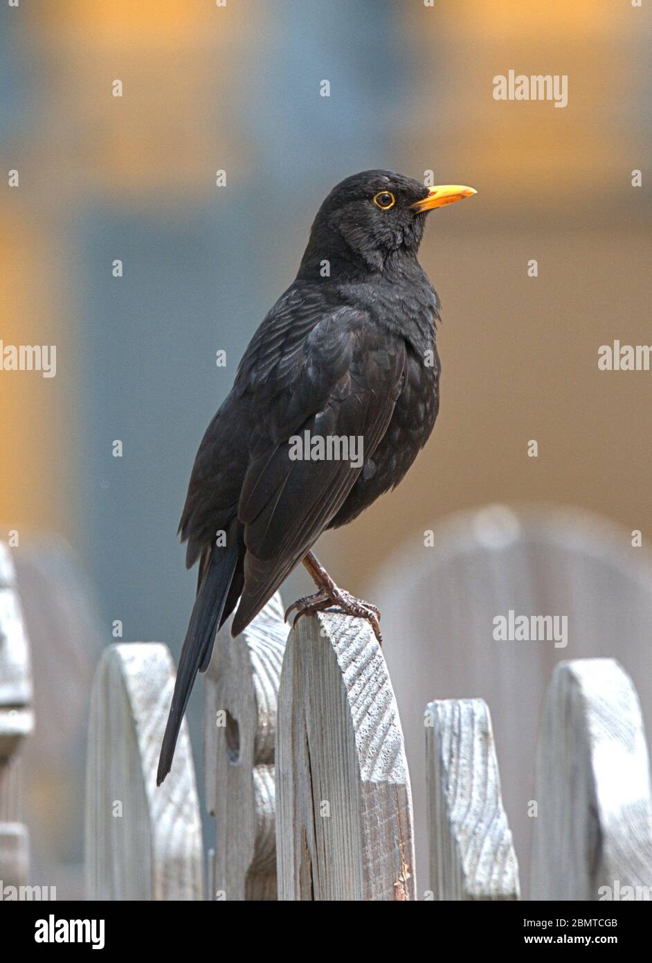 Schleswig, Deutschland. Mai 2020. 10.05.2020, Schleswig, eine männliche Amsel (Turdus merula) oder Schwarzdrossel sitzt entspannt auf einem Holzzaun. Ordnung: Passeriformes, Unterordnung: Singvogel (Passeri), Familie: Drosseln (Turdidae), Unterfamilie: Turdinae, Gattung: True Thrushes (Turdus), Arten: Blackbird Quelle: dpa/Alamy Live News Stockfoto