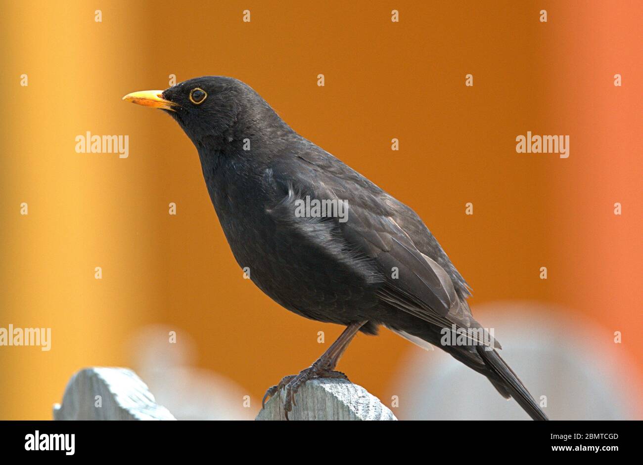 Schleswig, Deutschland. Mai 2020. 10.05.2020, Schleswig, eine männliche Amsel (Turdus merula) oder Schwarzdrossel sitzt entspannt auf einem Holzzaun. Ordnung: Passeriformes, Unterordnung: Singvogel (Passeri), Familie: Drosseln (Turdidae), Unterfamilie: Turdinae, Gattung: True Thrushes (Turdus), Arten: Blackbird Quelle: dpa/Alamy Live News Stockfoto