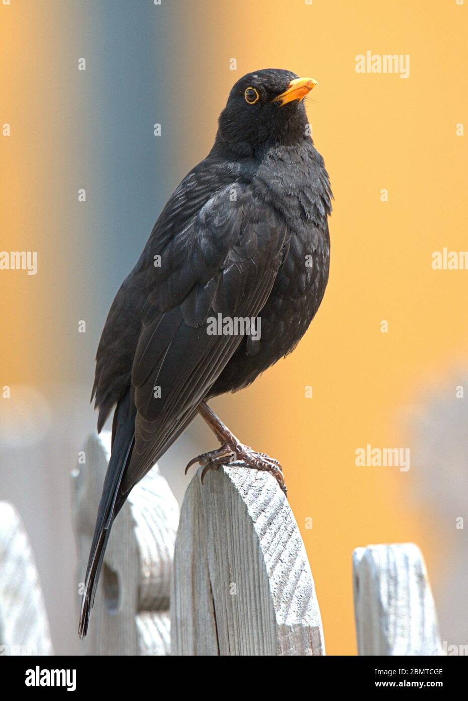 Schleswig, Deutschland. Mai 2020. 10.05.2020, Schleswig, eine männliche Amsel (Turdus merula) oder Schwarzdrossel sitzt entspannt auf einem Holzzaun. Ordnung: Passeriformes, Unterordnung: Singvogel (Passeri), Familie: Drosseln (Turdidae), Unterfamilie: Turdinae, Gattung: True Thrushes (Turdus), Arten: Blackbird Quelle: dpa/Alamy Live News Stockfoto