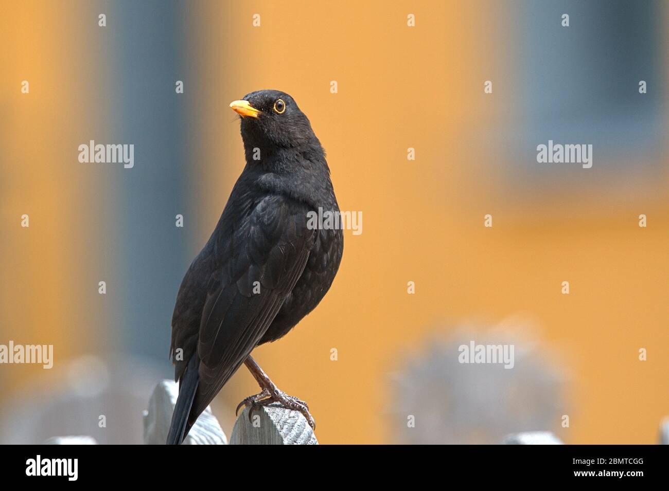 Schleswig, Deutschland. Mai 2020. 10.05.2020, Schleswig, eine männliche Amsel (Turdus merula) oder Schwarzdrossel sitzt entspannt auf einem Holzzaun. Ordnung: Passeriformes, Unterordnung: Singvogel (Passeri), Familie: Drosseln (Turdidae), Unterfamilie: Turdinae, Gattung: True Thrushes (Turdus), Arten: Blackbird Quelle: dpa/Alamy Live News Stockfoto