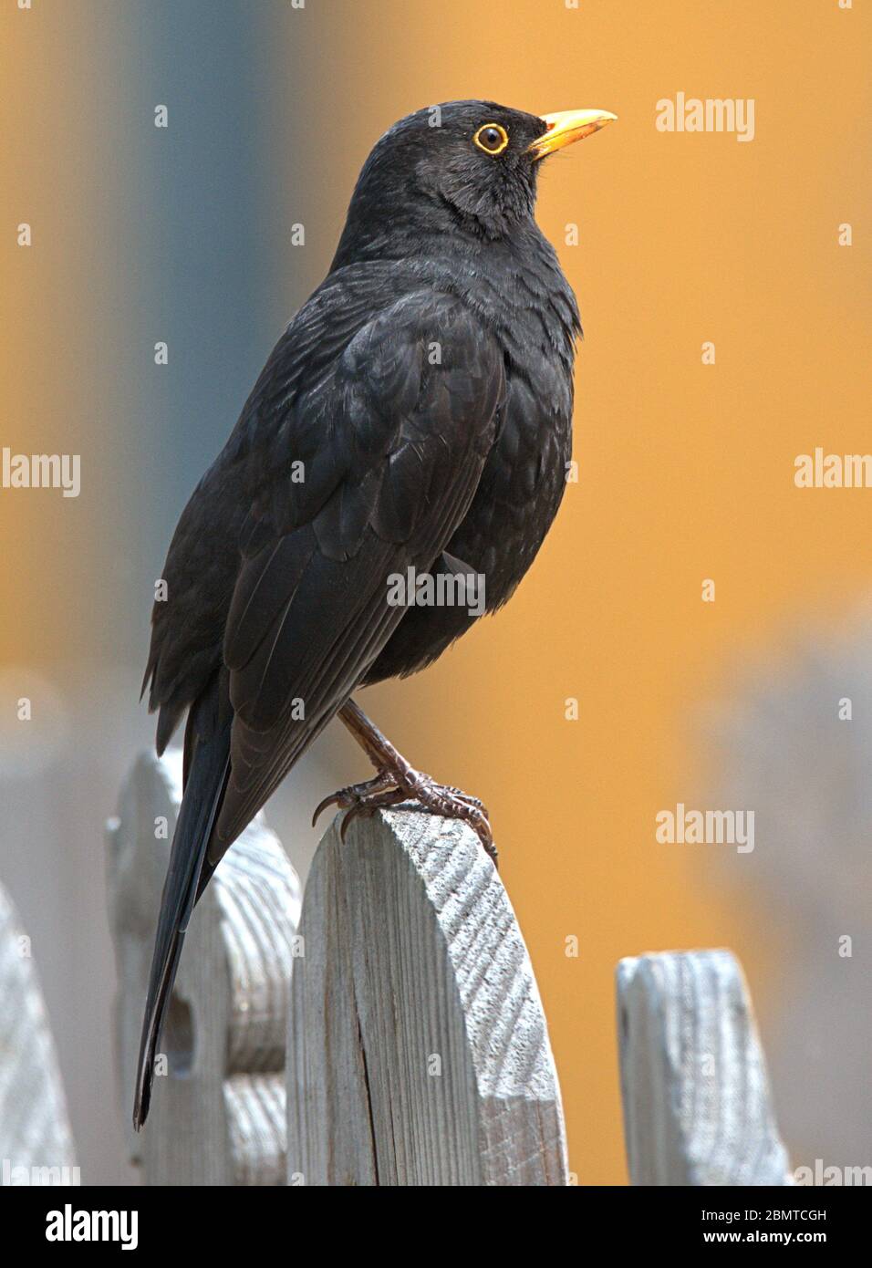 Schleswig, Deutschland. Mai 2020. 10.05.2020, Schleswig, eine männliche Amsel (Turdus merula) oder Schwarzdrossel sitzt entspannt auf einem Holzzaun. Ordnung: Passeriformes, Unterordnung: Singvogel (Passeri), Familie: Drosseln (Turdidae), Unterfamilie: Turdinae, Gattung: True Thrushes (Turdus), Arten: Blackbird Quelle: dpa/Alamy Live News Stockfoto