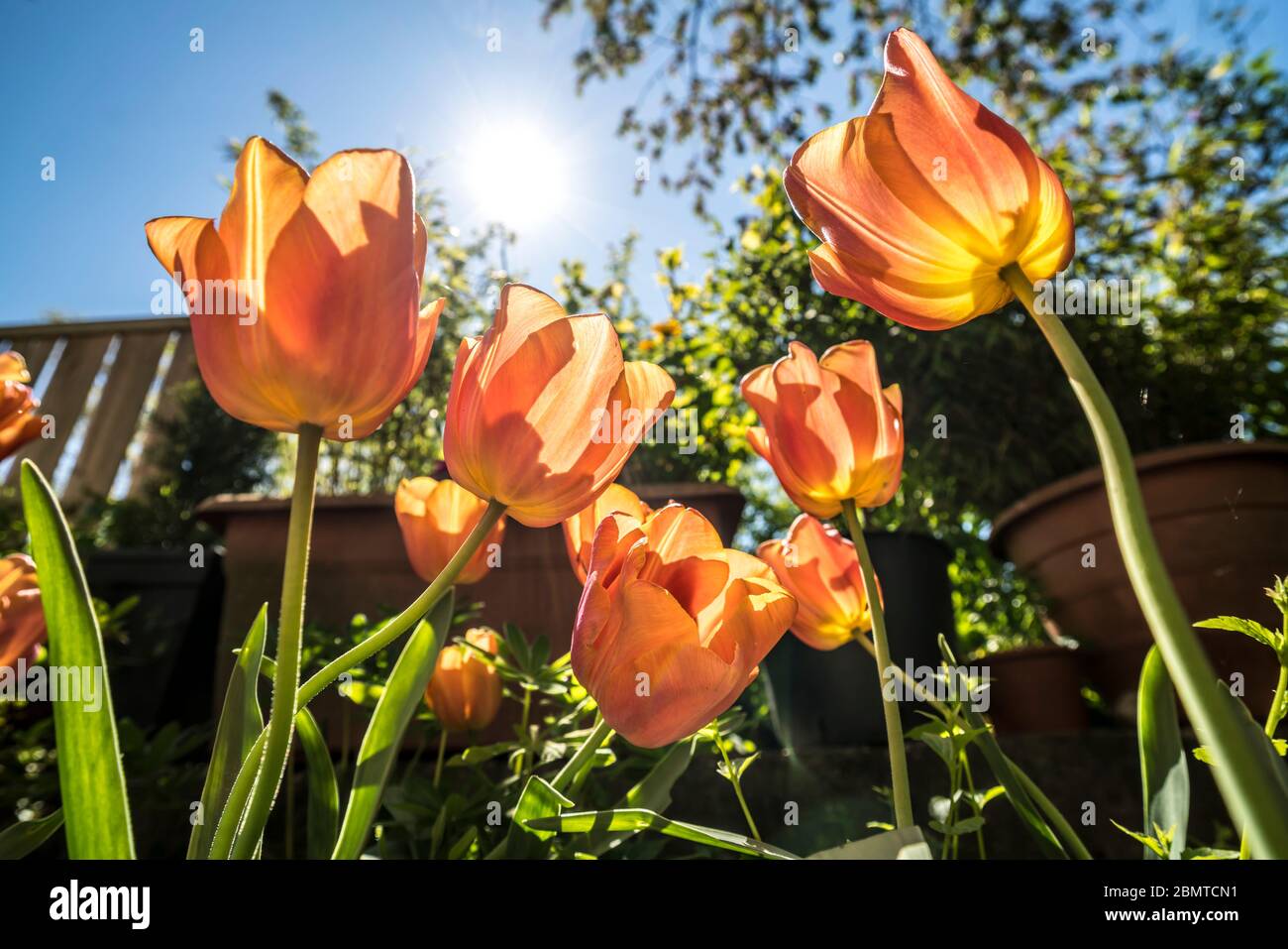 Frühling mit Tulpen im Sonnenlicht, Nordrhein-Westfalen, Deutschland, Europa im Frühling, Nordrhein-Westfalen, Germa Stockfoto