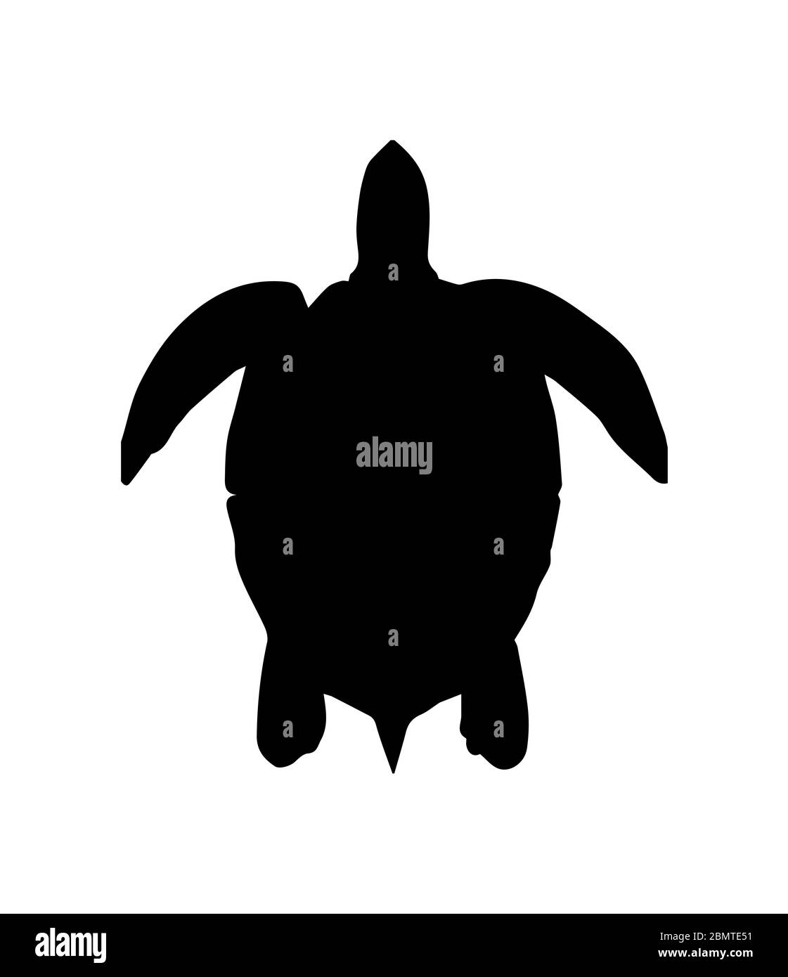 Silhouette der Schildkröte auf weißem Hintergrund Stockfotografie - Alamy
