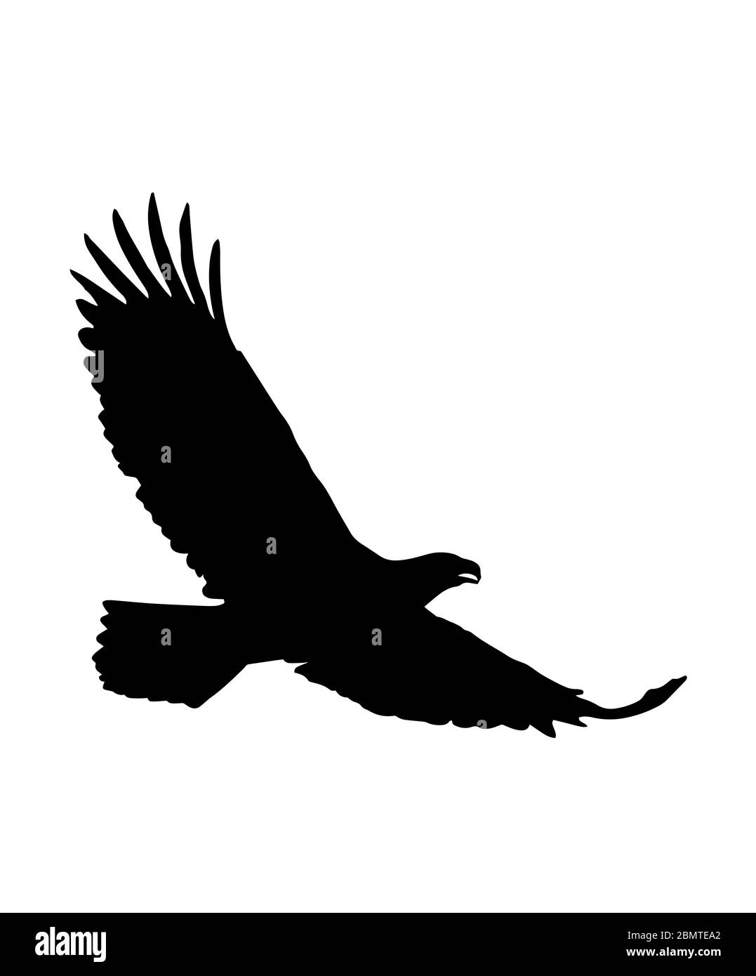Eagle Silhouette auf weißem Hintergrund. Stockfoto
