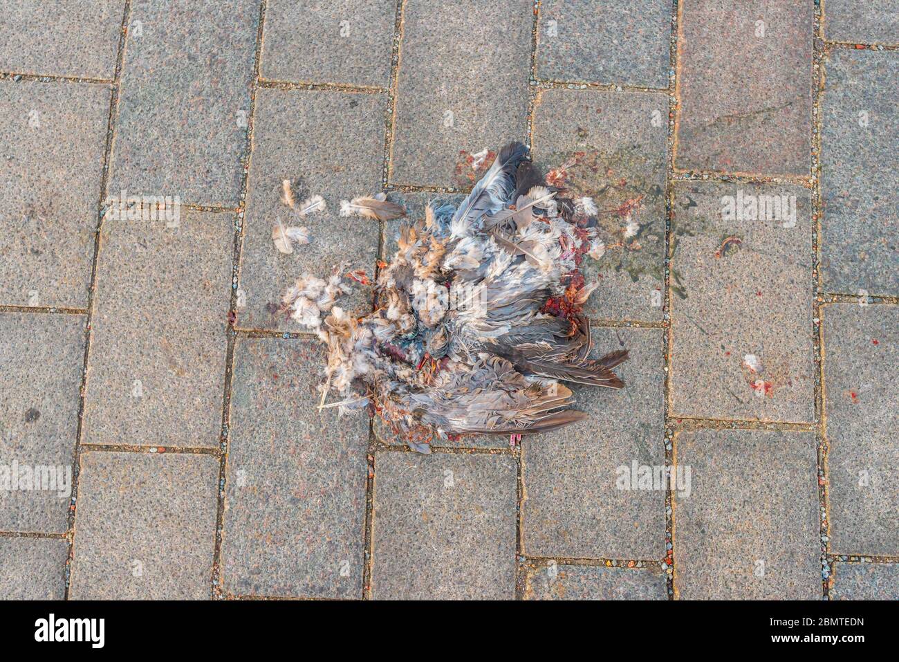 Ein Lauf über Haustaube.. Stockfoto