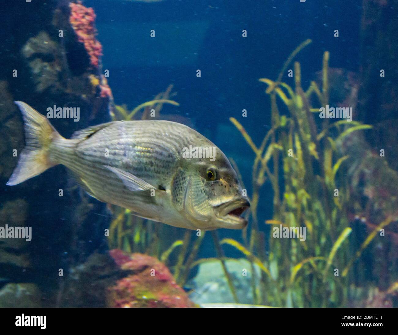 Wunderschöne Salzaquarium Fische schwimmen um Stockfoto