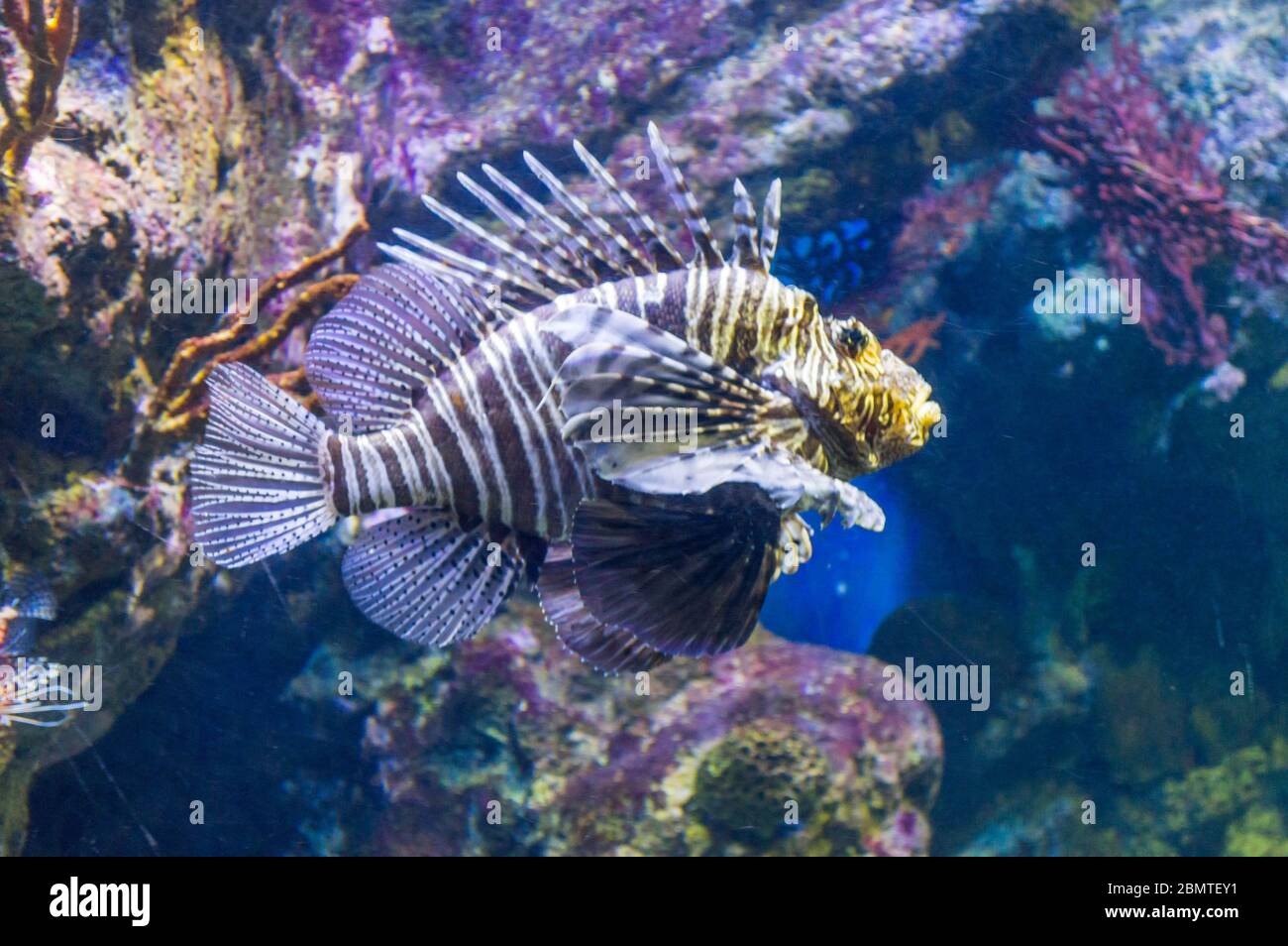 Wunderschöne Salzaquarium Fische schwimmen um Stockfoto